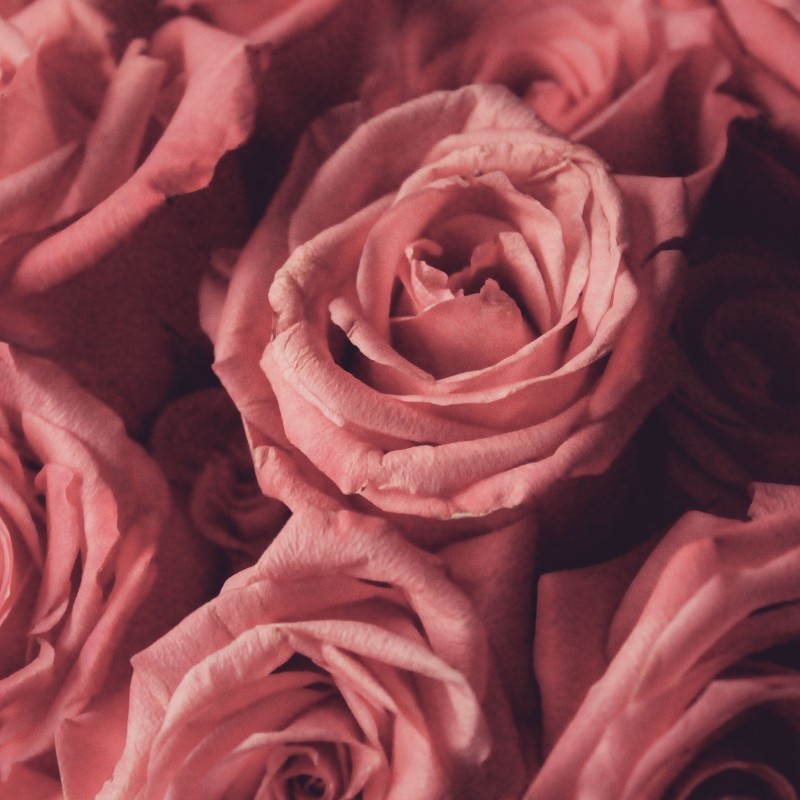 Valentine's Day Workshop - Roses